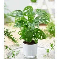 BALDUR Garten Zimmerpflanze Monstera 'Monkey Leaf®', 1 St., Zimmerpflanze, schnell wachsend, pflegeleicht