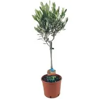 meinvipshop Topfpflanze Mediteraner Olivenbaum 50cm