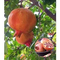 BALDUR Garten Obstpflanze Granatapfel, 1 St., Selbstbefruchtend, winterhart, essbar, pflegeleicht
