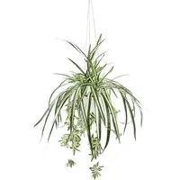 Kunstpflanze Grünlilie, OTTO home, Höhe 75 cm, Mit Hängeampe, künstliche Wasserlilie