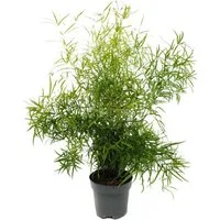 Exotenherz Zimmerpflanze Zierspargel Sicheldorn-Spargel Asparagus falcatus 17cm Topf