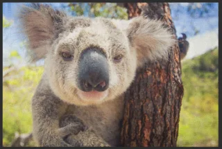 Fussmatte Koala 5085 | Größe: 60 cm x 45 cm