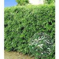 BALDUR Garten Bambus Winterharte Bambus-Hecke, 5 St., Bambusbaum, immergrün, winterhart, blickdicht, schnell wachsend