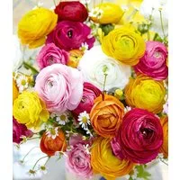 BALDUR Garten Blumenzwiebeln Gefüllte Ranunkeln, Schnittblume, winterhart, mehrjährig, pflegeleicht