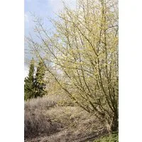 Pflanzen für Dich Gehölze Cornus mas, 1 St., Kornelkirsche, Gelber Hartriegel