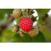 Pflanzen für Dich Obstpflanze Rubus idaeus Willamette, 1 St., Himbeere, Gartenhimbeere, frühreifend, aromatisch
