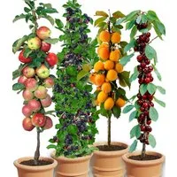 BALDUR Garten Obstpflanze Säulen-Obst-Raritäten-Kollektion, 4 St., Lecker, winterhart, mehrjährig, pflegeleicht