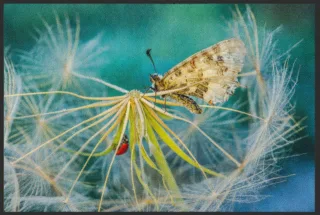 Fussmatte 6381 | Größe: 60 cm x 45 cm