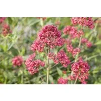 Pflanzen für Dich Staude Centranthus ruber Coccineus, 1 St., Rote Spornblume, Roter Spornblume, Rote Valeriana, Rote Felsenblume