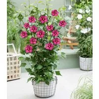 BALDUR Garten Zierstrauch Hibiskus 'Flower Tower Ruby®', 1 St., Bordeauxfarbenem, winterhart, lange Blütezeit