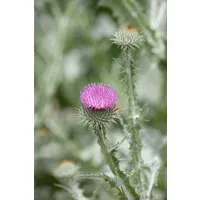 Pflanzen für Dich Staude Onopordum acanthium, 1 St., Eselsdistel, Kratzdistel, Wollige Kratzdistel, Schottische Distel