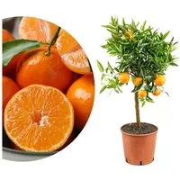 Meine Orangerie Clementinenbaum Citrus clementina - Citrus reticulata 'Clementine', echte Clementine, professionell veredelter und fruchtreifer Zitrusbaum