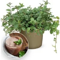 BALDUR Garten Gewürzkraut Minze 'Chocolate', 1 St., Schokoladenminze, winterhart, mehrjährig, pflegeleicht