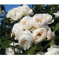 Dehner Rose Kletterrose Uetersener Klosterrose®, weiße Blüten, gefüllt und zart duftend, Züchter Tantau