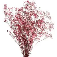 Trockenblume Rispiges Gipskraut Schleierkraut Berry Deko 50cm 55g, Viana