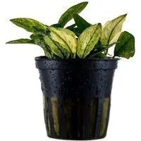 Aquaone Wasserpflanze Aquariumpflanze Anubias nana 'Pinto' Nr.301E