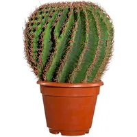Kunstpflanze Kaktus Echino im Kunststofftopf 33 cm, Gasper, Höhe 33.000 cm
