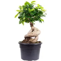 Flowerbox Zimmerpflanze Chinesische Feige - Ficus Ginseng, - Höhe ca. 40 cm, Topf-Ø 17 cm