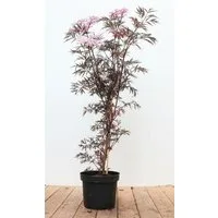 Pflanzen für Dich Gehölze Sambucus nigra Black Lace, 1 St., Schwarzer Holunder, Holunder, Fliederbeere