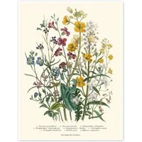 Posterlounge Wandbild Vergissmeinnicht und Hahnenfuß, 1842, Jane Loudon, erhältlich als Poster, Leinwandbild, Wandsticker oder Acrylglasbild