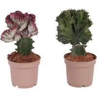 meinvipshop Zimmerpflanze Euphorbia 2er Set Zimmerpflanze