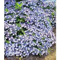 BALDUR Garten Zierstrauch Zwerg-Hortensie 'Koreana', 2 St., Tellerhortensien, reichblühend, winterhart, mehrjährig