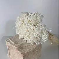 Trockenblume Glixia in Vielfalt: Farbenprächtige Trockenblumen für ein kreative Dek Glixia, LYKKE & You