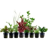 Aquaone Wasserpflanze Set für 60 Liter Aquarien mit 8 Pflanzen Aquariumpflanzen Set Nr.136
