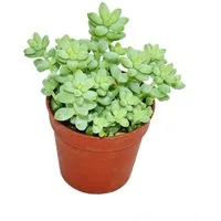 Exotenherz Kaktus Sedum morganianum burritum - Affenschaukel - 5,5cm Topf