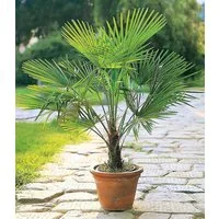 BALDUR Garten Zierstrauch Winterharte Kübel-Palme, 1 St., Trachycarpus, immergrün, winterhart, pflegeleicht