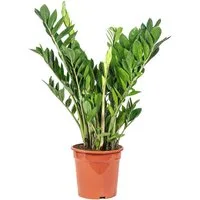 Flowerbox Zimmerpflanze Glücksfeder - Zamioculcas zamiifolia, pflegeleicht - Höhe 90 cm, Topf-Ø 21 cm