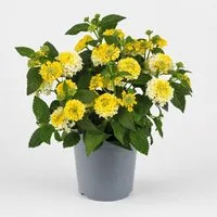 Exotenherz Topfpflanze Lantana camara - Wandelröschen - 12cm Topf - 25cm hoch - gelb