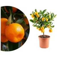 Meine Orangerie Obstpflanze Mini-Zitruspflanze im Ø15 cm Topf - diverse Sorten, echtes Zitrusbäumchen, professionell veredelter und fruchtreifer Zitrusbaum
