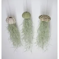 meinvipshop Hängedekoration 3er Set Seeigelgehäuse mit Tillandsia Spanisch Moos (3 St)