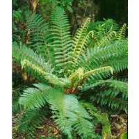 Pflanzen für Dich Gräser Polystichum braunii, 1 St., Brauns Schildfarn, wintergrün, schattenverträglich