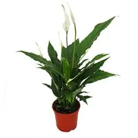 Exotenherz Zimmerpflanze Spathiphyllum, Einblatt, "Sweet Chico", 13cm Topf