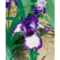 Pflanzen für Dich Staude Iris barb. Going My Way, 1 St., Bart-Iris