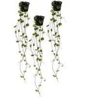 Exotenherz Zimmerpflanze 3er Set Ceropegia woodii, Leuchterblume