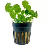 Aquaone Wasserpflanze Aquarium Pflanze Hydrocotyle leucocephala Nr.339L