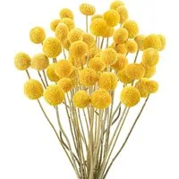 Trockenblume Pampasgras Getrocknete Craspedia Globosa 30 Stück Trockenblumen, ibettertec, Höhe 45 cm, Getrocknete Blumen für Blumenarrangements, Hochzeit,Vase,Dekoration