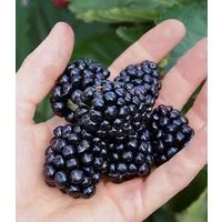 BALDUR Garten Obstpflanze Brombeere 'Montblanc®', 1 St., Ertragreich, essbar, winterhart, mehrjährig, pflegeleicht