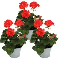 Exotenherz Beetpflanze Geranien stehend Pelargonium zonale versch. Farben12cm Topf 3er Set