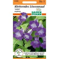 SAMEN PFANN Blumensamen Kletterndes Löwenmäulchen - Löwenmaul-Samen Saatgut Samen, Asarina barclaiana