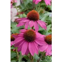 Pflanzen für Dich Staude Echinacea purpurea PowWow Wild Berry, 1 St., Purpur-Sonnenhut, Roter Sonnenhut