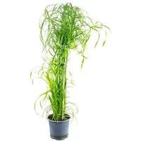 Flowerbox Zimmerpflanze Zyperngras - Cyperus alternifolius, - Höhe ca. 60 cm, Topf-Ø 14 cm
