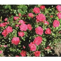 Dehner Rose Zwergrose Hobby®,pink-farbene Blüten, 15-30 cm exkl. Pflanztopf, Züchter Tantau, gefüllte, kleinblütige Blüten, nicht duftend