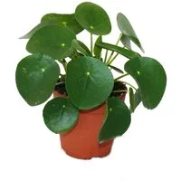 Exotenherz Zimmerpflanze Pilea peperomioides Glückstaler Chinesischer Geldbaum 11cm Topf