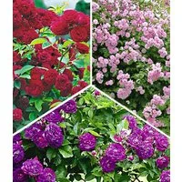 BALDUR Garten Rose Rambler-Rosen-Kollektion, 3 St., Gefüllt-blühend, winterhart, mehrjährig, pflegeleicht