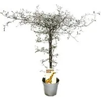 Exotenherz Zimmerpflanze Corokia cotoneaster - Zick-Zack-Strauch - Schnurbaum