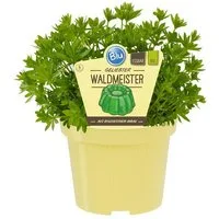 Exotenherz Gewürzkraut Waldmeister in BIO-Qualität Galium odoratum Kräuterpflanze 12cm Topf